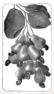 Mahogany apple, probably refers to the edible seeds of a Southeast Asian mahogany tree