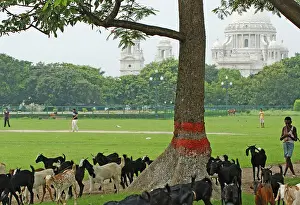 Maidan at Victoria Memorial, Shephanr and Cricket