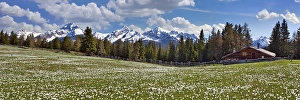 Maiensaess with flowering crocuses