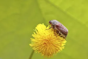 Maikafer, Feldmaikafer (Melolontha melolontha)