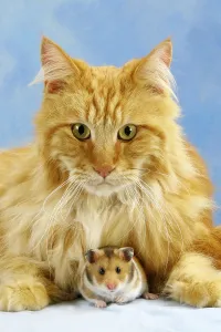 Main Coon Cat and Golden hamster (Mesocricetus auratus)