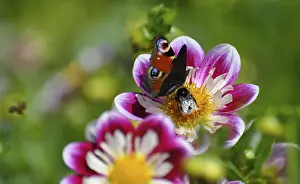 Mainau Island, Dahlia in bloom