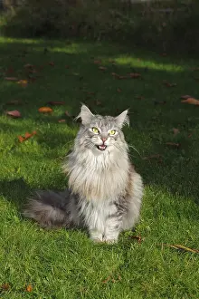 Maine Coon, American Longhair, cat basking in a garden