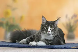 Maine Coon Cat
