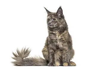 Maine Coon cat, 6 months old, sitting against white background