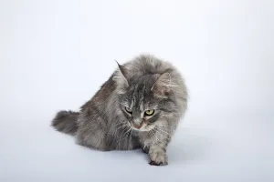 Maine Coon cat, Germany, Europe