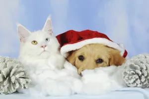 Maine coon cat and golden retriever puppy with Santa hat