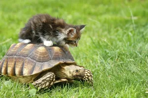 Maine coon cat, kitten, and spurred tortoise (Geochelone sulcata)