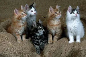 Maine Coon cat litter, 12 weeks old