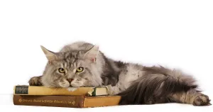Maine Coon cat lying on old books