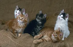 Maine Coon cats, litter, 12 weeks old