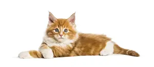 Maine coon kitten, 8 weeks old