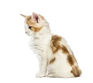 Maine coon kitten, 8 weeks old