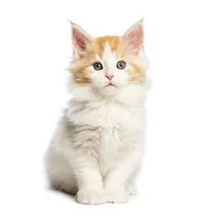 Maine coon kitten, 8 weeks old