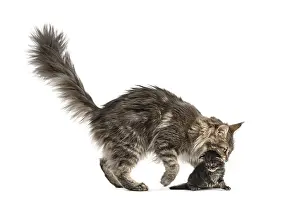 Maine coon mum holding her kitten isolated on white
