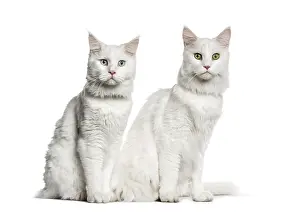 Maine Coon sitting in front of white background