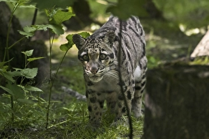 Mainland clouded leopard (Neofelis nebulosa) arboreal