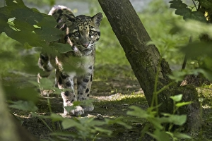 Mainland clouded leopard (Neofelis nebulosa) arboreal