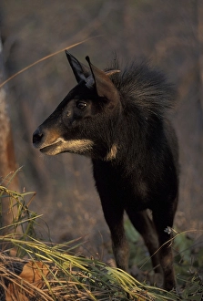 Mainland Serow (Capriconis sumatrensis)