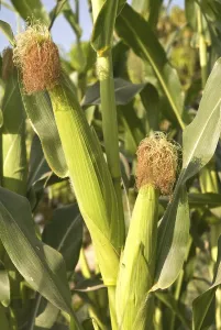 Maize corns zea mays var amylacea