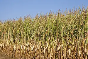 Maize field (Zea mays subsp. mays)