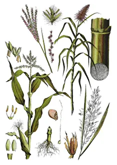 Maize also hominy, Zea mays (left)