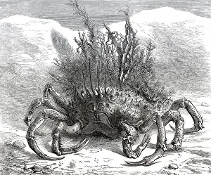 Maja squinado, die Grosse Seespinne