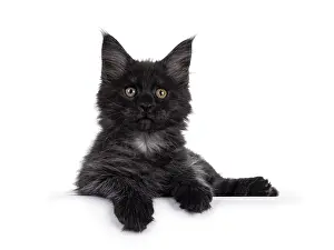 Majestic black smoke Maine Coon kitten