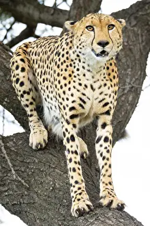 A majestic cheetah sits alert in a tree