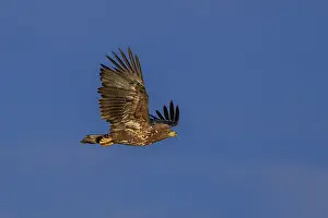 Category Wildlife DE Prints: A majestic eagle circles high in a clear sky