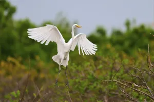 Majestic Great White Heron spreading its wings in flight