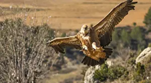 A majestic Griffon Vulture soars through the air with its wings fully extended