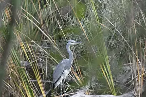 A majestic heron stands elegantly among tall green reeds in a wetland environment