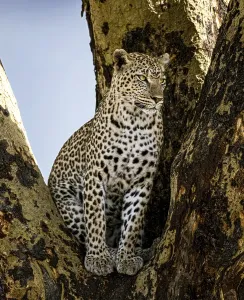 Majestic leopard sitting perched on a tree in its natural habitat