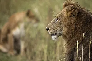 Majestic lion with wet mane looking away in the rain with blurred lioness in the background