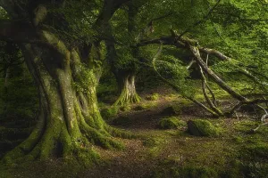 Majestic old and ancient beech covered in moss and illuminated by sunlight in moody