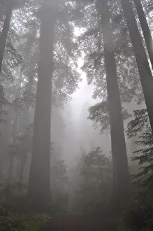 Majestic redwood trees, coast redwood (Sequoia sempervirens)