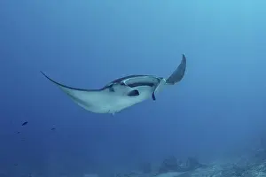 A majestic reef manta ray effortlessly glides through the pristine waters of the Maldives