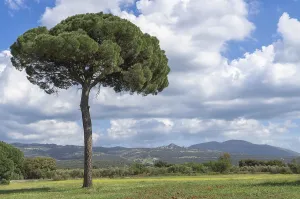 Majestic stone pine (Pinus pinea)