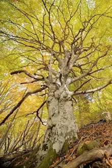 Majestic tree with sprawling branches covered in yellow autumn leaves in a serene forest