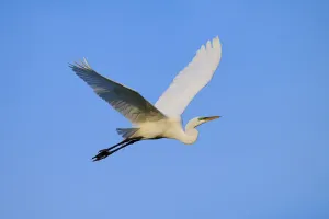 Majestic white bird in flight against blue sky