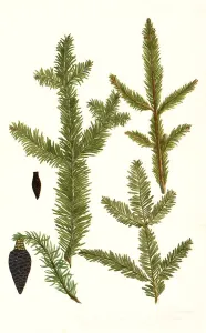 Major, Abies foliis, Abies Taxi