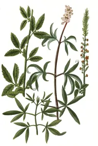 Major odorata, agrimony, Agnus castus