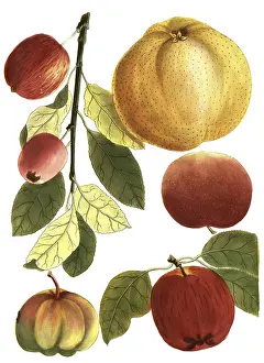 Mala crocina, saffron apple or saffron apple