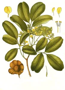 Malabar kino tree (Pterocarpus marsupium)