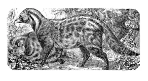 Malabar large-spotted civet cat