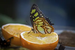 Malachite butterfly (Siproeta stelenes)
