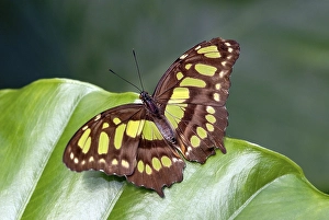 Malachite butterfly (Siproeta stelenes) on a plant leaf