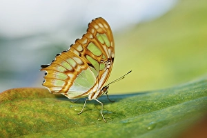 Malachite butterfly (Siproeta stelenes) sitting on a leaf