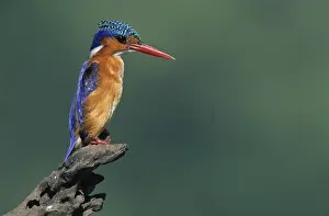 Malachite Kingfisher (Alcedo cristata)